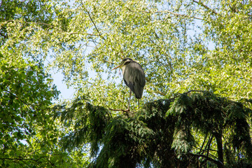 View of a night heron looking to the side sitting on the top of a spruce, Latin Nycticorax nycticorax