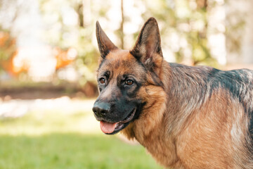 German shepherd  in the park. Portrait of a purebred dog.