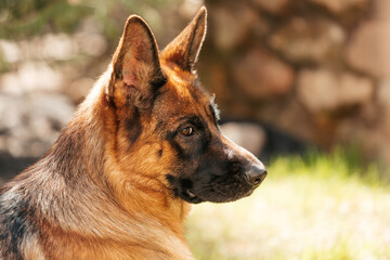German shepherd  in the park. Portrait of a purebred dog.