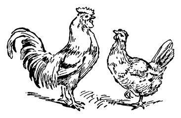 Rooster and Hen or Gallus domesticus, vintage illustration. © Morphart
