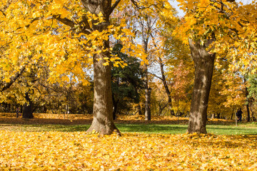 Autumn. Yellow leaves and trees