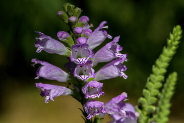 Obedient plant, obedience or false dragonhead in morning light. It is a species of flowering plant in the mint family, Lamiaceae. It is native to North America.
