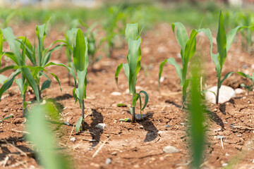 Corn crops suffer as drought continues. Corn field with very dry soil. Dry Corn field in the Turkey. Extreme droogte in Adana. Agriculture