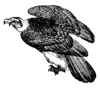 black and white bird of prey in flight clip art preview
