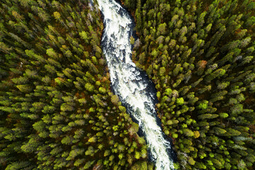 An aerial view of river rapids through lush and green Finnish taiga forest during summer in...