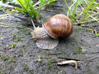 Ślimak winniczek © Piotr