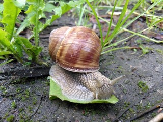 Ślimak winniczek © Piotr