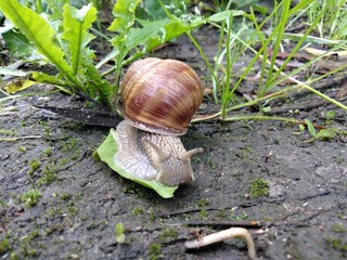 Ślimak winniczek © Piotr