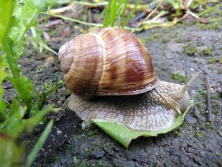 Ślimak winniczek © Piotr