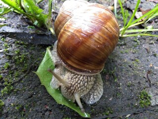 Ślimak winniczek © Piotr