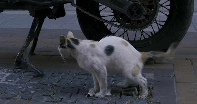 Three colored cat is peeing on street. Funny 4K shot of street dirty cat's pee.