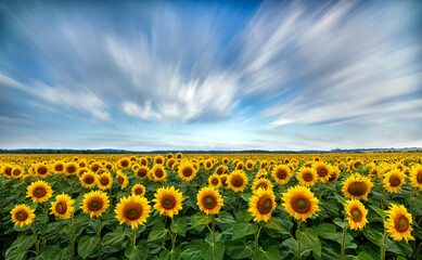 Fototapeta premium Beautiful summer day over sunflower field