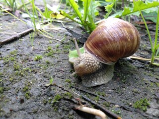 Ślimak winniczek © Piotr