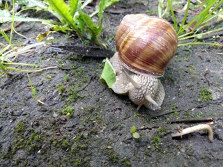 Ślimak winniczek © Piotr