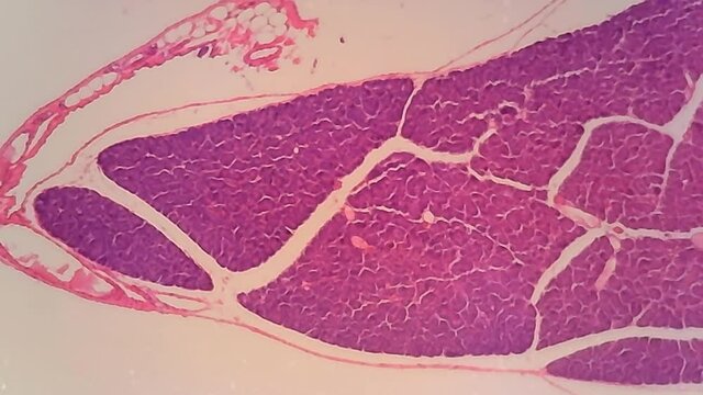 Microscope Dog Pancreas Section x800