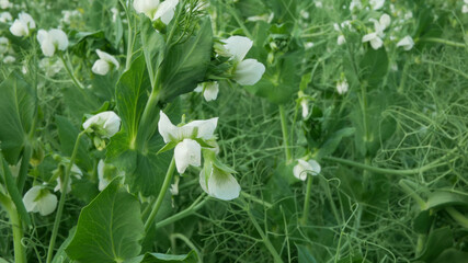 Peas detail blossom flower white bio organic farm farming cover crop Pisum sativum, green...