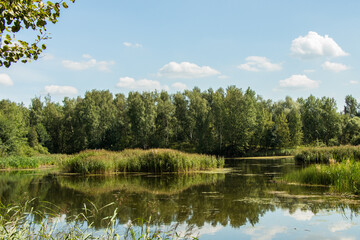 Fototapeta na wymiar Little lake and forest in Noginsk area, Moscow region, Russia