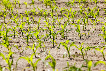 an agricultural field where corn is grown