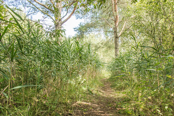 Path near lake banks, Moscow region, Russia