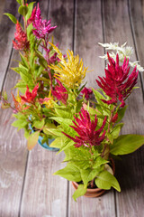 Colorful hairy flowers on a cockscomb decoration plant in bloom