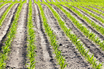 Fototapeta na wymiar an agricultural field where corn is grown