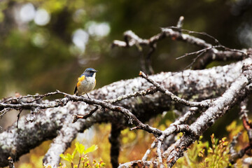 Taiga bird Red-flanked Bluetail, Tarsiger cyanurus, during summery breeding season on Valtavaara near Kuusamo, Northern Finland. 