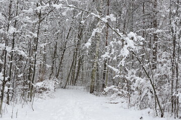Zima, Winter, Biały puch na drzewach w zimie, Krajobraz © Iwona