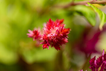 Red cockscomb flowers in bloom with hairy petals close up still