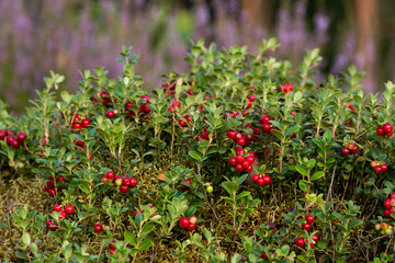 Lingonberries, Vaccinium vitis-idaea, in old boreal forest as edible nature berries, in Estonian nature, Northern Europe. 