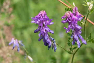 Alfalfa flower in the meadow. Bright purple flowers Medica sativa