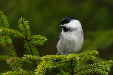 Small and curious European songbird Willow tit, Poecile montanus perching on a spruce branch in Northern boreal forest of Estonia. 