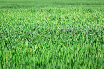 Green field of young rye