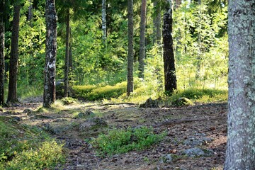 tree in the forest