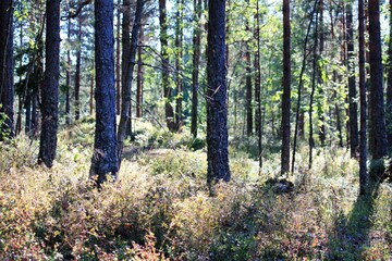 forest in the morning