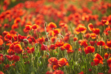Fototapeta na wymiar Beautiful field of red blooming poppies