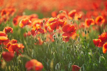 Beautiful field of red blooming poppies