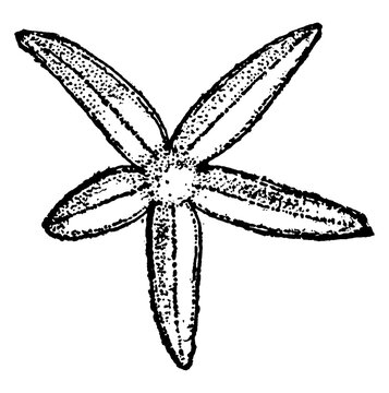 Starfish, vintage illustration.