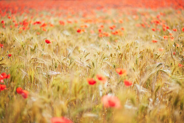 Fototapeta premium Beautiful field of red blooming poppies and golden wheat spikes