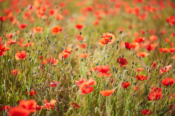 Fototapeta na wymiar Beautiful field of red blooming poppies