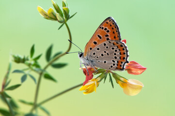 Lycaena virgaureae butterfly collects nectar on a field flower on a summer day in a forest glade