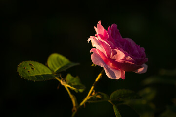A rose lit by the setting sun.
