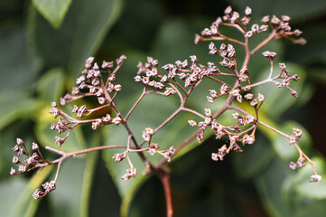 close up of a flower