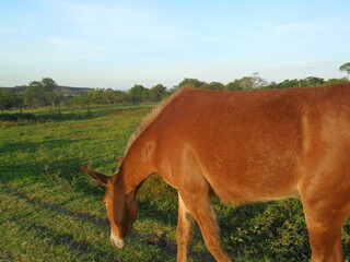 green pasture