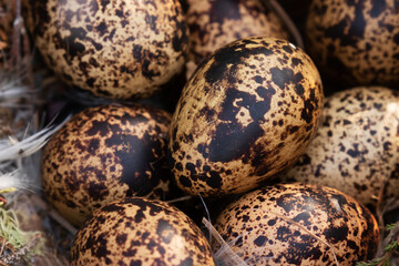 Willow grouse, Lagopus lagopus eggs with dark pattern in a nest during breeding season in Northern Finland. 