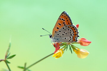 а little butterfly Lycaena thersamon on a field flower on a summer day in a forest glade