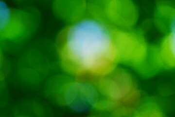 Beautiful green nature background, Sunlight shining through the leaves of trees, natural blurred background, Nature abstract background, nature green bokeh