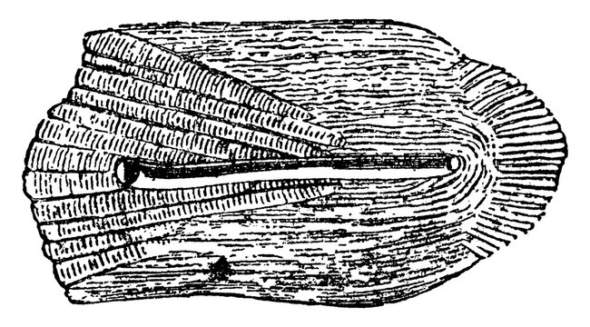 Scale or Odax linealus, vintage illustration.