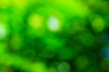 Beautiful green nature background, Sunlight shining through the leaves of trees, natural blurred background, Nature abstract background, nature green bokeh