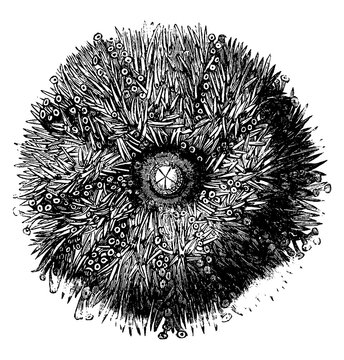 Sea-urchin or Sea-Eggs, vintage illustration.