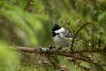 European small songbird Coal tit, Periparus ater perched on a spruce branch in a coniferous boreal forest of Estonia, Northern Europe. 